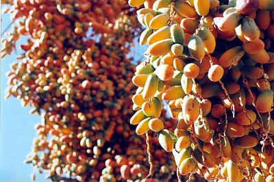 Финик финиковая пальма